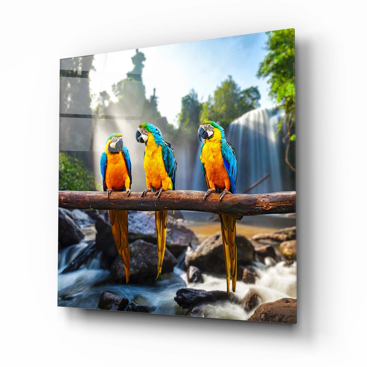 Colorful Parrots Glass Wall Art