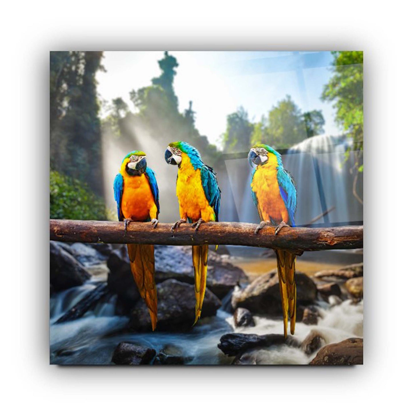 Colorful Parrots Glass Wall Art